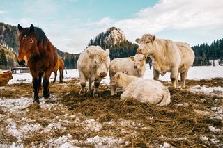 Accueil Paysan, le tourisme à la ferme